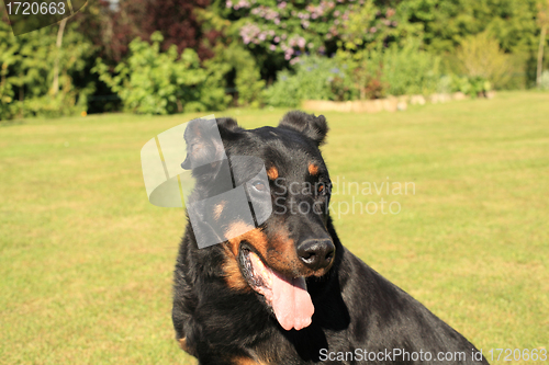 Image of portrait of a purebred french sheepdog beauceron 