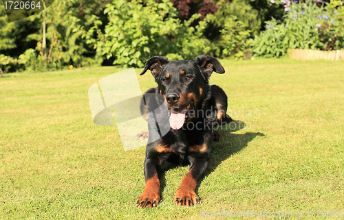 Image of portrait of a purebred french sheepdog beauceron 