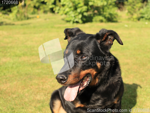 Image of portrait of a purebred french sheepdog beauceron 