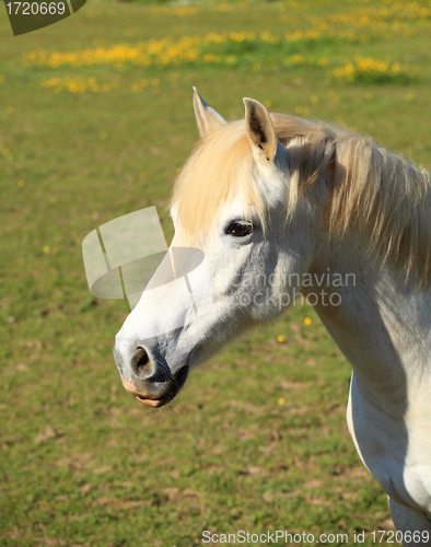 Image of portrait of a young white horse in a meadow