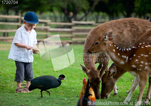 Image of Feeding animals