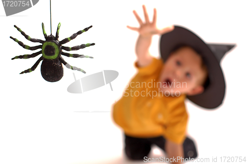 Image of Spider hunting