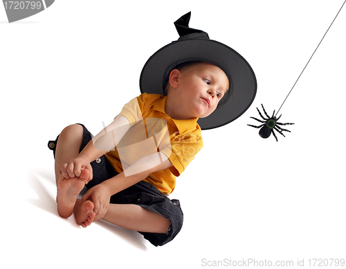 Image of Spider hunting