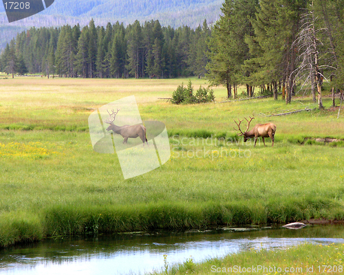 Image of Grazing Elk