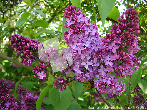 Image of lilac tree flowers