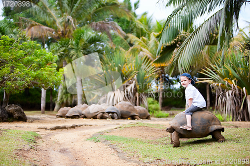 Image of Riding Giant Turtle