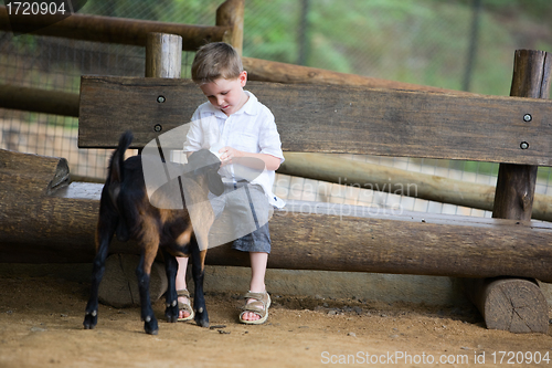 Image of Feeding Baby Goat