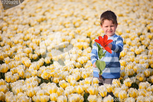 Image of Boy in Tulip Field