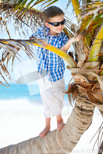 Image of Little boy on palm tree