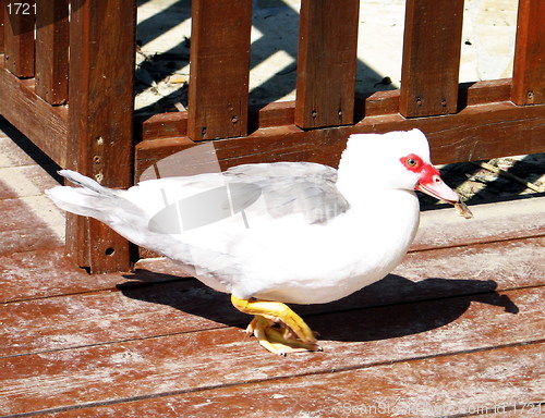 Image of Weird headed duck. Nicosia. Cyprus