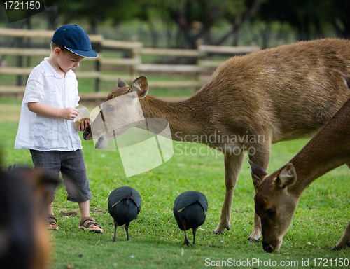 Image of Feeding Deers