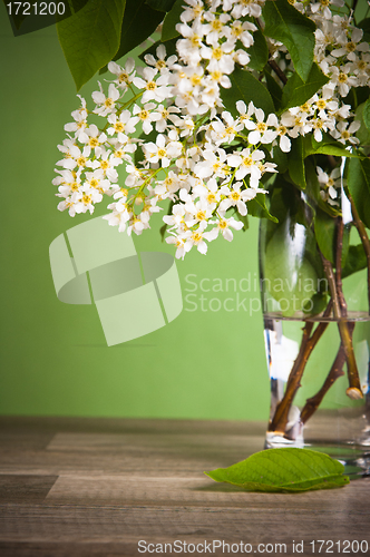 Image of Bouquet of a blossoming bird cherry in a vase on a table