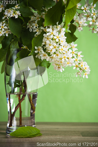 Image of Bouquet of a blossoming bird cherry in a vase on a table