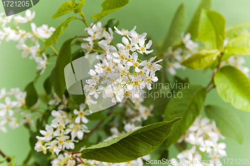 Image of Branch of a blossoming bird cherry