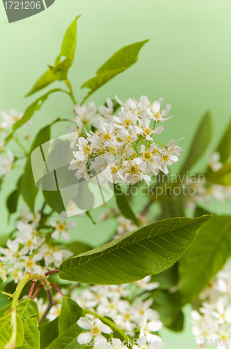 Image of Branch of a blossoming bird cherry