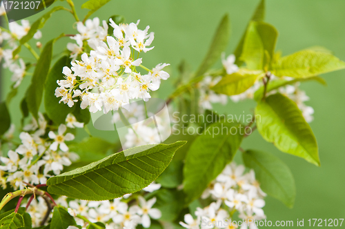 Image of Branch of a blossoming bird cherry