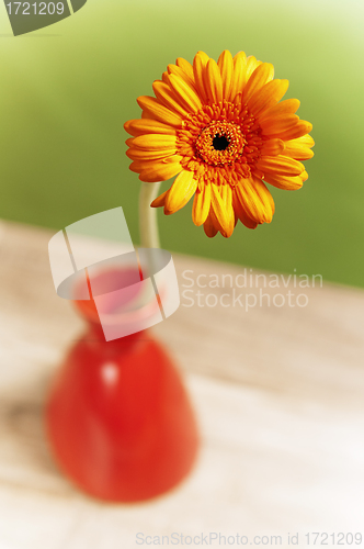 Image of orange gerberas in a vase, close-up