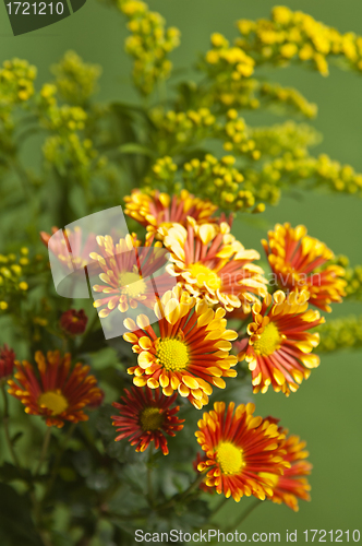 Image of a bouquet of summer flowers, close-up