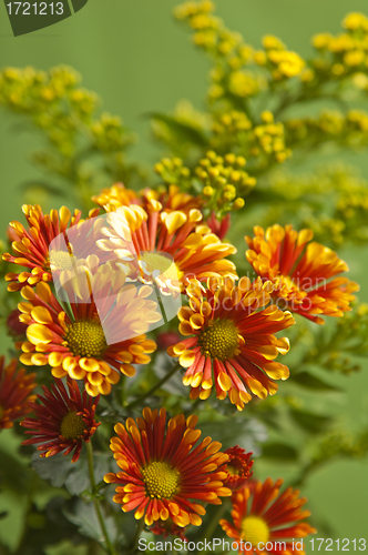 Image of a bouquet of summer flowers, close-up