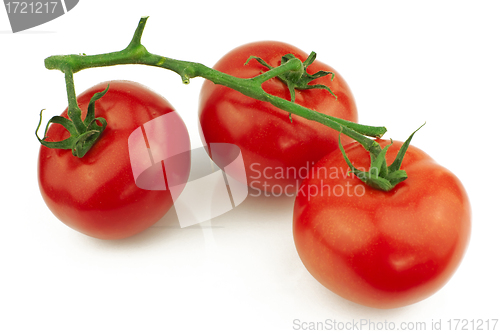 Image of Tomatoes on stem