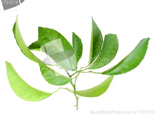Image of Branch of citrus-tree with green leaf