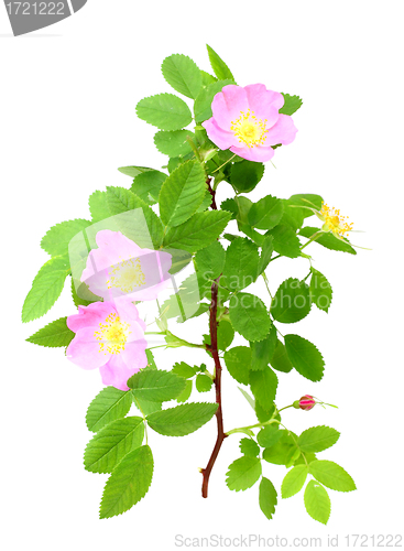 Image of Dog-rose with green leafs and pink flowers