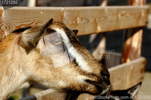 Image of brown goat