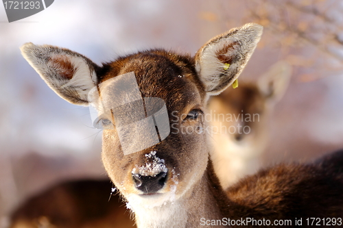 Image of deer calf