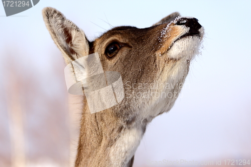 Image of deer doe