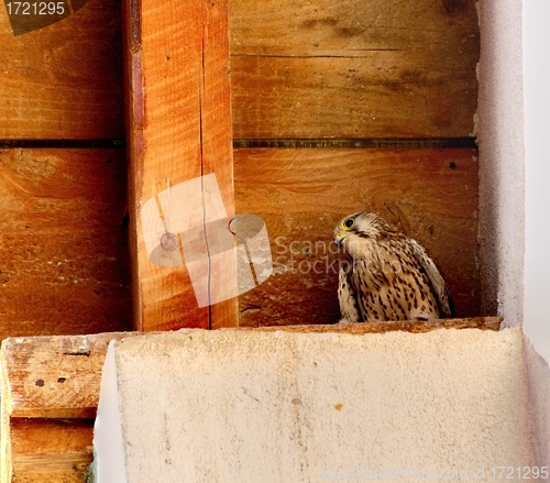 Image of falco tinnunculus