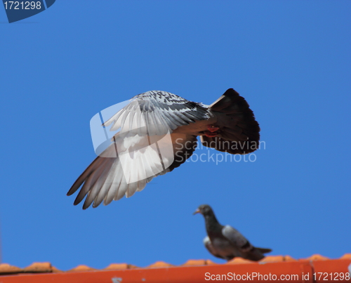 Image of male pigeon flying