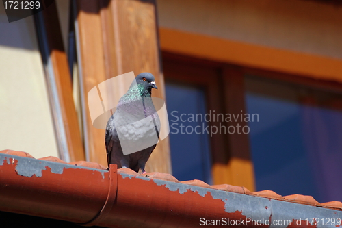 Image of male pigeon