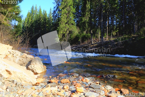 Image of river through the forest