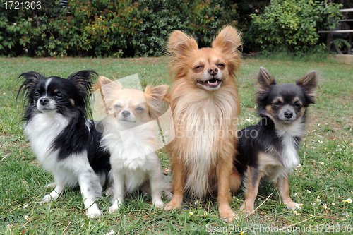 Image of four chihuahuas