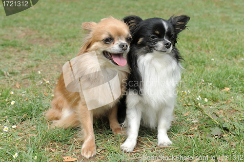 Image of two chihuahuas