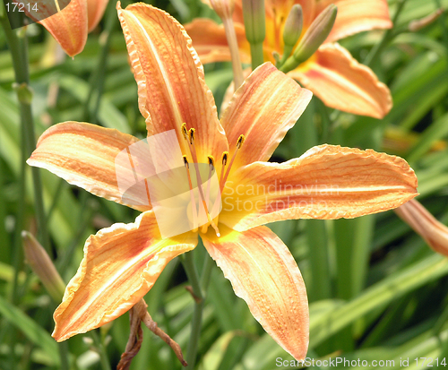 Image of Tiger Lily