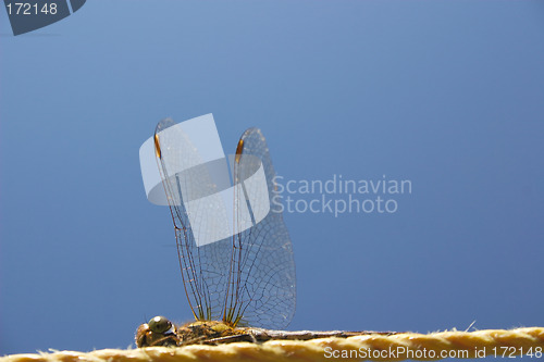 Image of dragonfly on the line