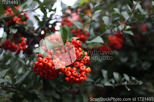 Image of Bright rowan