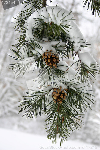 Image of Winter Snow