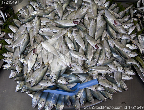 Image of Sardines for sale