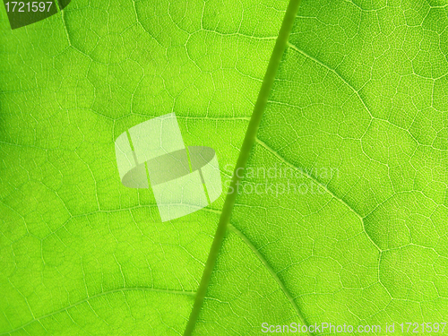 Image of green leaf