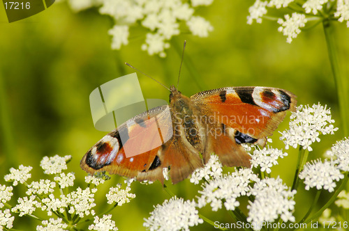 Image of Peacock Butterfly