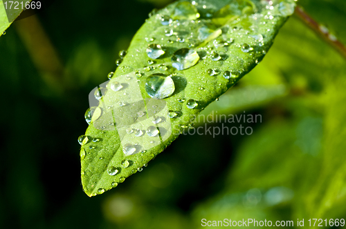 Image of raindrops on leaf