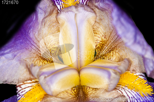 Image of Iris