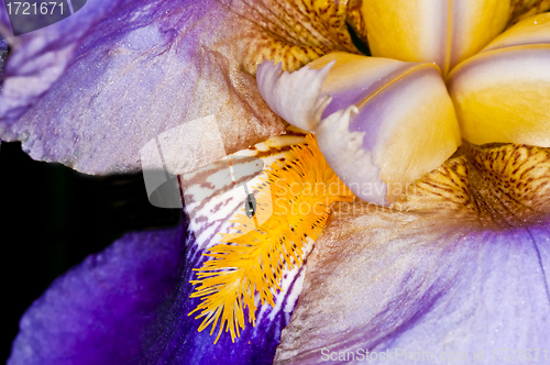 Image of Iris