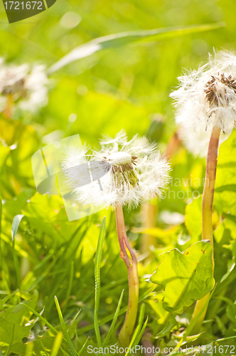 Image of dandelion 