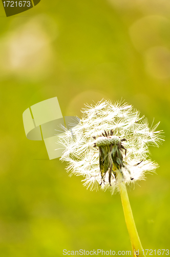 Image of dandelion 