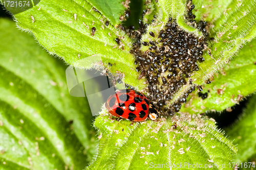 Image of  lady`s  beetle
