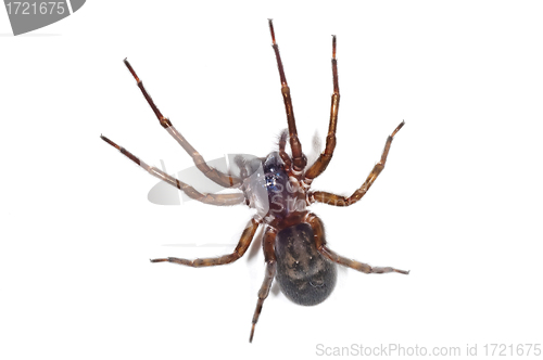 Image of spider, Tegenaria