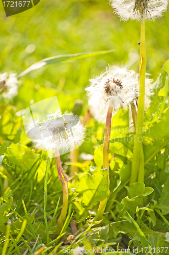 Image of dandelion 